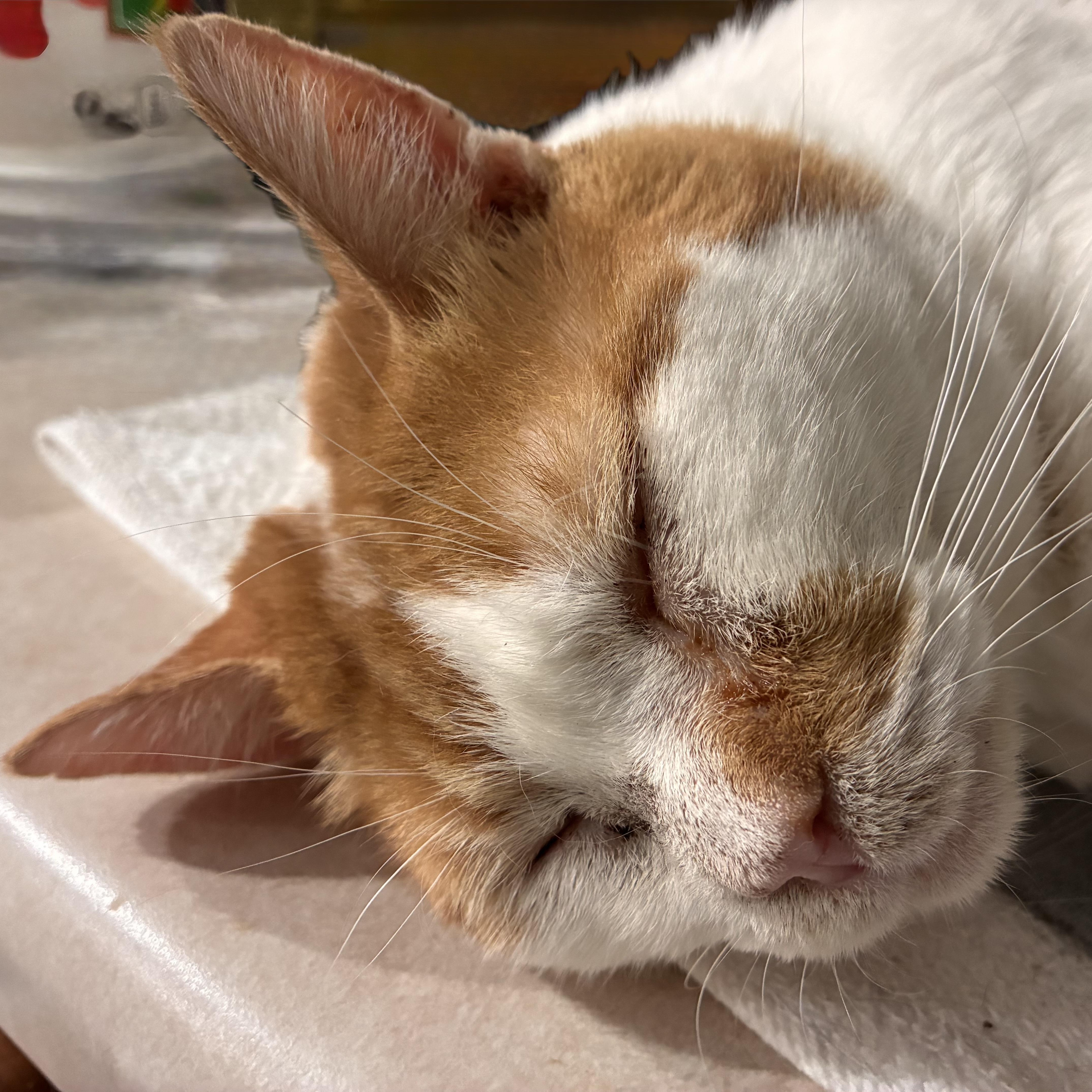 An adult medium-sized male Domestic Short Hair cat named Reggie for adoption in Easley, SC