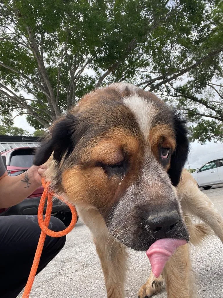 A baby large-sized male Saint Bernard dog named Bernardo “bernie” for adoption in New Braunfels, TX
