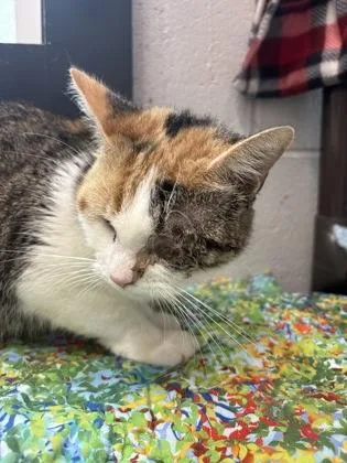 An adult small-sized female Domestic Short Hair cat named Cleo for adoption in West Chester, PA