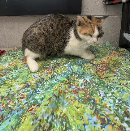 Cleo thumbnail 2