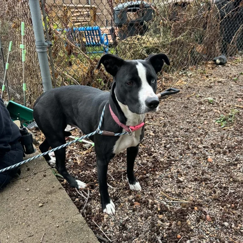 A young small-sized female Pit Bull Terrier dog named Miracle D for adoption in Princeton, MN