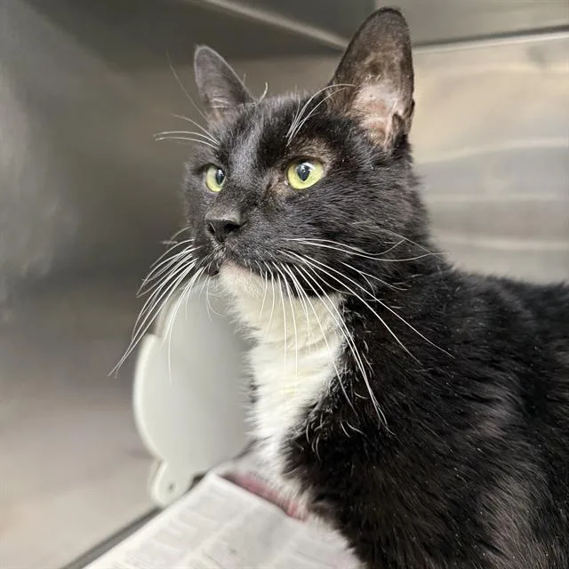 A senior medium-sized male Domestic Short Hair cat named Bandit for adoption in Las Vegas, NV