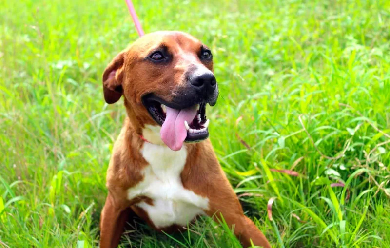 An adult medium-sized male Brown / Chocolate Boxer dog named Pugsly for adoption in Jacksonville, TX