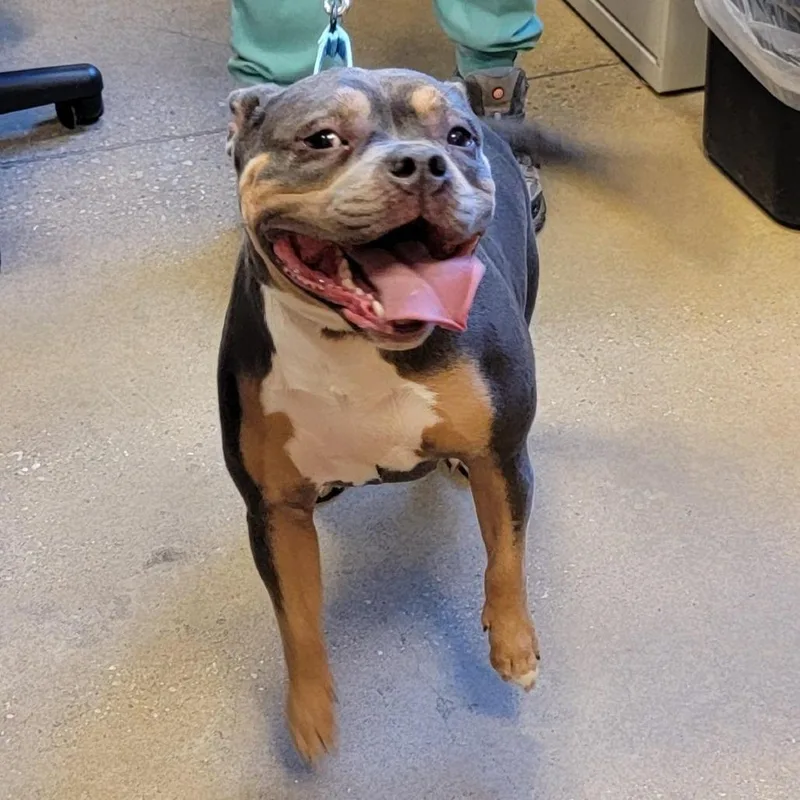 An adult medium-sized female Gray / Blue / Silver Pit Bull Terrier dog named Nina for adoption in Baltimore, MD