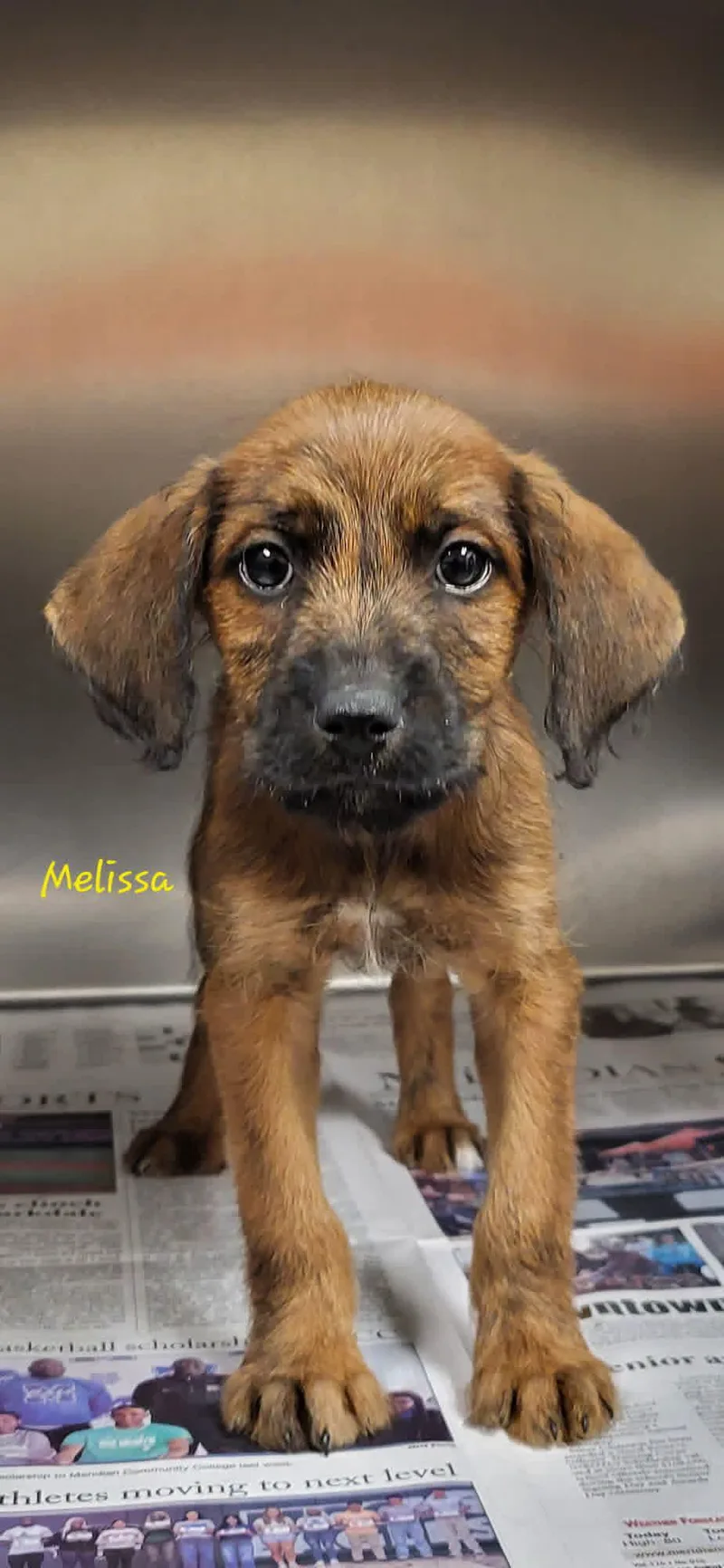 A baby small-sized female Bicolor Mixed Breed dog named Melissa for adoption in Marion, MS
