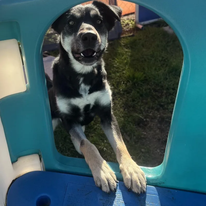 An adult medium-sized female Black Mixed Breed dog named Missy May for adoption in Spokane, WA