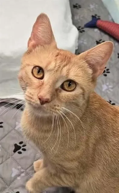 A young medium-sized female Domestic Short Hair cat named Betty Crocker for adoption in Springfield, MA