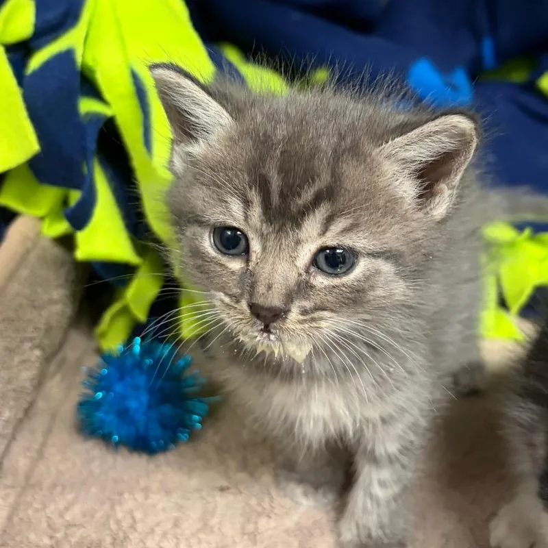 A baby small-sized female Gray / Blue / Silver Domestic Short Hair cat named Slushy for adoption in Columbus, GA