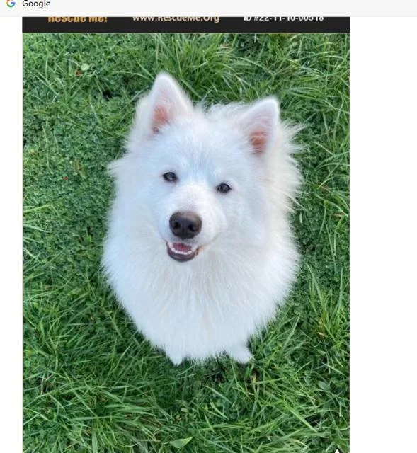 A young medium-sized male American Eskimo Dog dog named Mishka of Alpharetta for adoption in Randallstown, MD