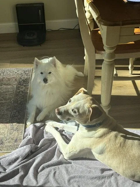 Mishka of Alpharetta  thumbnail 2