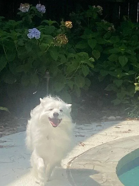 Mishka of Alpharetta  thumbnail 3
