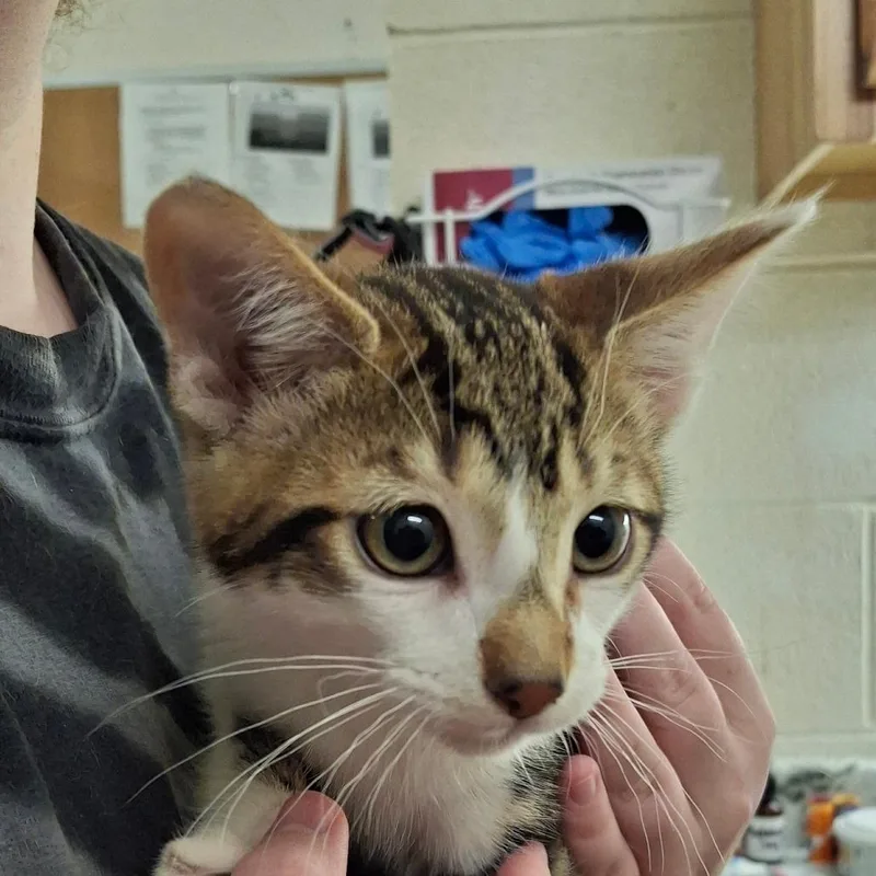 A baby small-sized male Domestic Short Hair cat named Kirby for adoption in Zanesville, OH