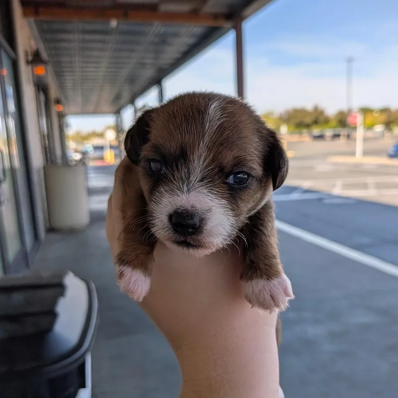 A baby small-sized female Chihuahua dog named Hypaxia Enador for adoption in Chico, CA