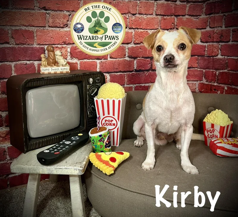 An adult small-sized male White / Cream Chihuahua dog named Kirby for adoption in Arcadia, FL