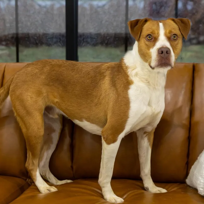 An adult large-sized male Yellow / Tan / Blond / Fawn Shepherd dog named Tex for adoption in Weatherford, TX
