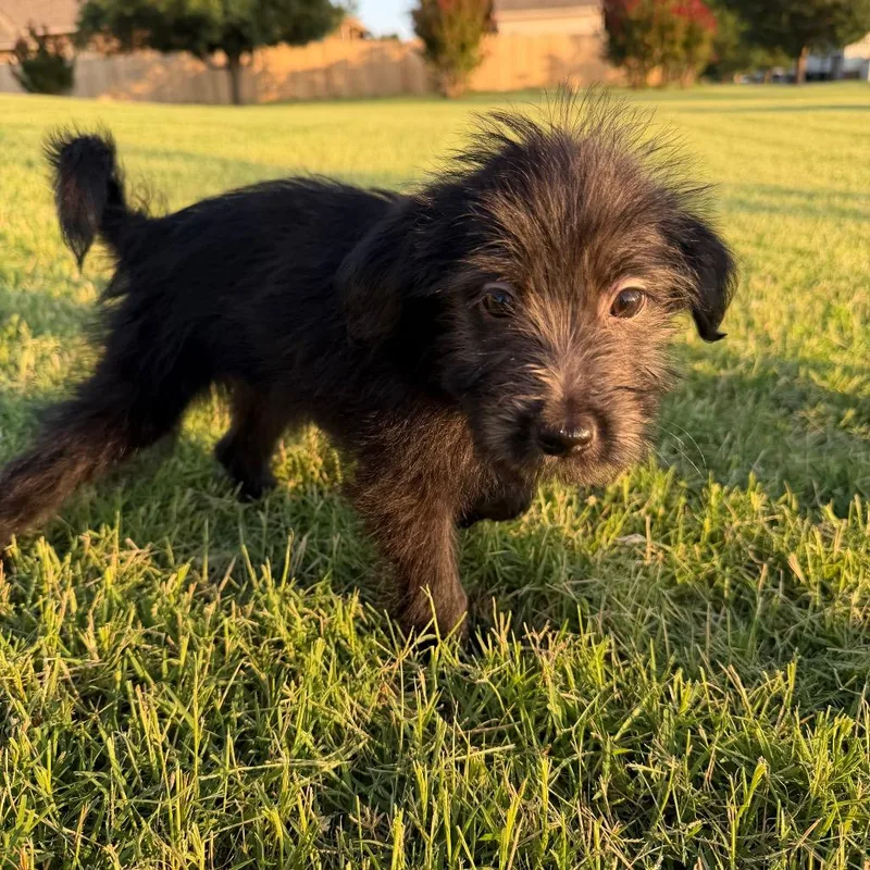 A baby small-sized female Black Poodle dog named Josie C for adoption in Oklahoma City, OK