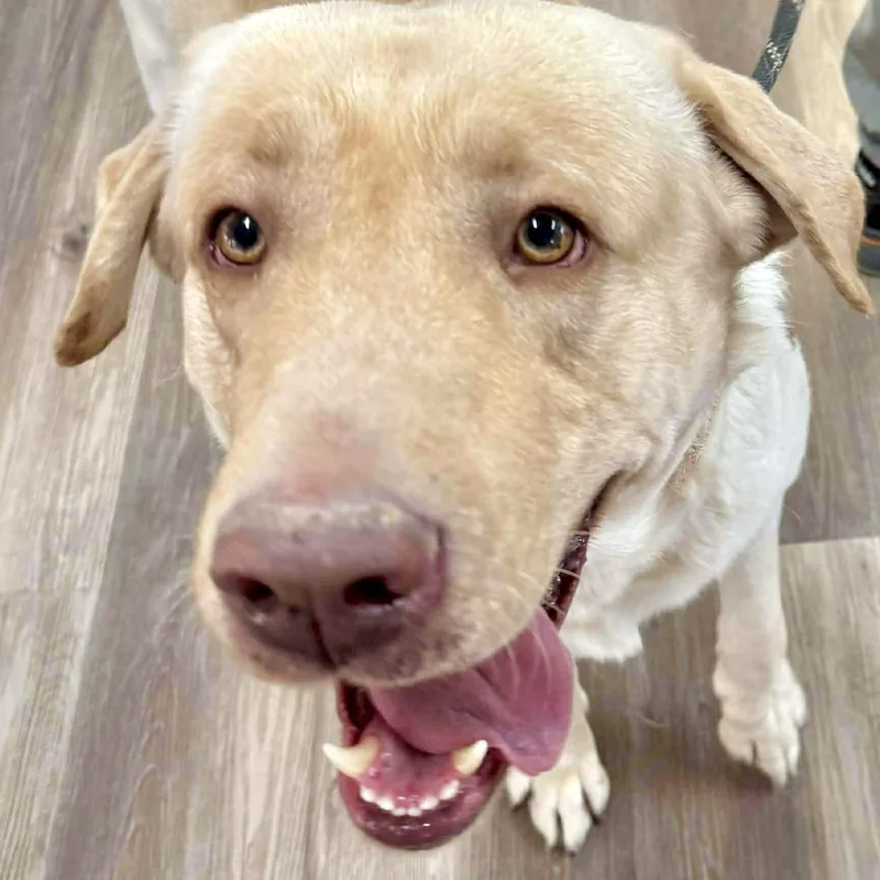 An adult extra large-sized male Yellow / Tan / Blond / Fawn Yellow Labrador Retriever dog named Rowan for adoption in Jay, NY