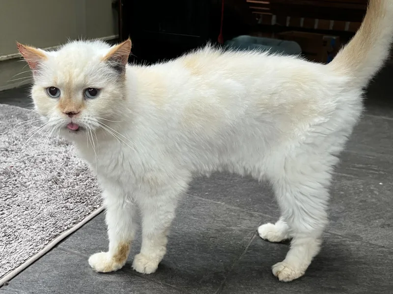 A senior medium-sized male Flame Point Himalayan cat named Mags for adoption in Ladson, SC
