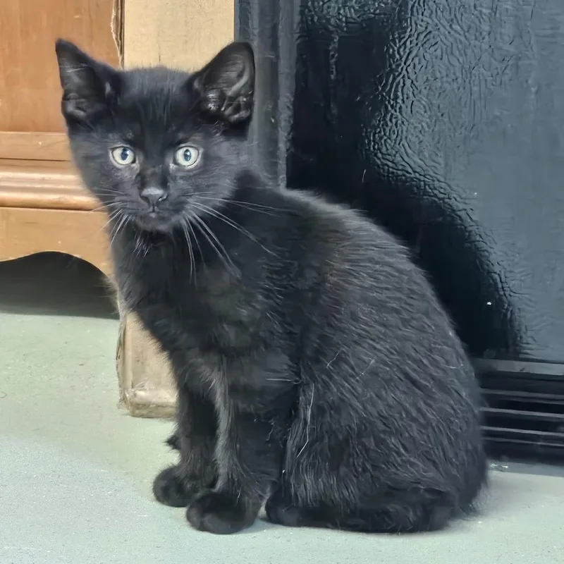 A baby medium-sized male Black Domestic Short Hair cat named Princeton for adoption in Toledo, OH