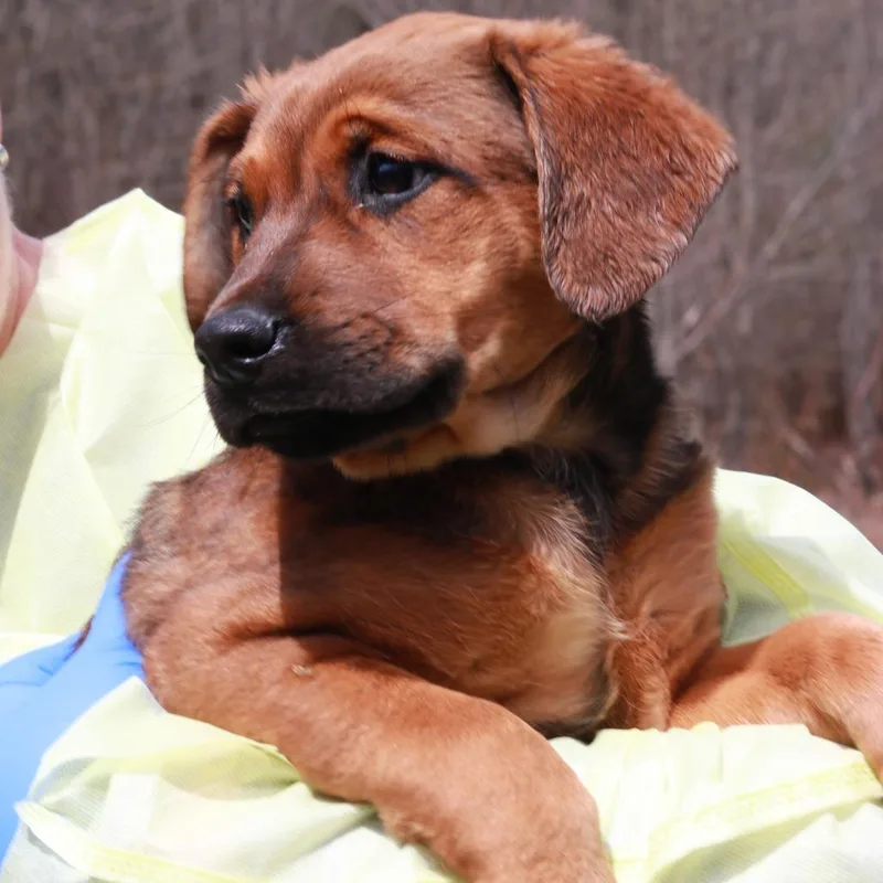 Ct Maurice thumbnail 2