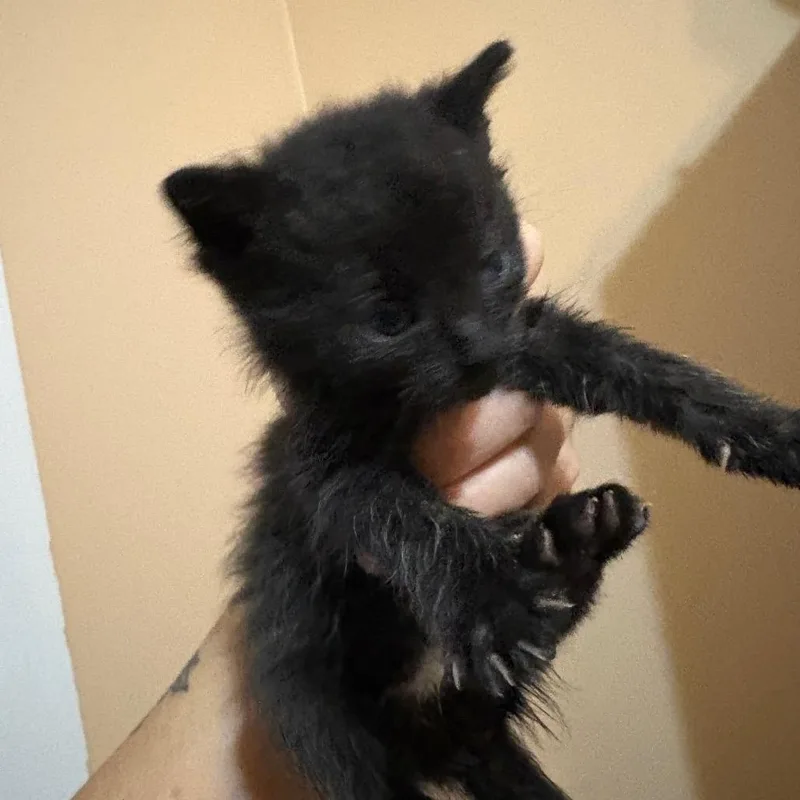 A baby small-sized male Black Domestic Short Hair cat named Zach for adoption in Mount Juliet, TN