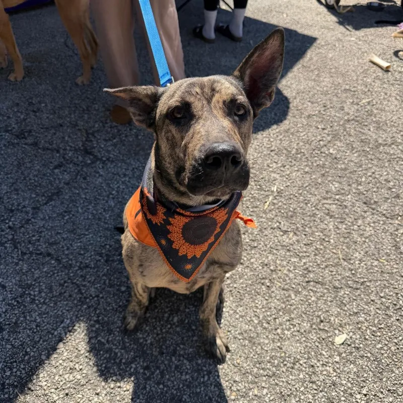 A young small-sized male Shepherd dog named Freddy Krueger for adoption in San Antonio, TX