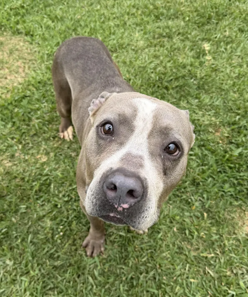 An adult large-sized female Gray / Blue / Silver Pit Bull Terrier dog named Eeyore for adoption in Plaquemine, LA