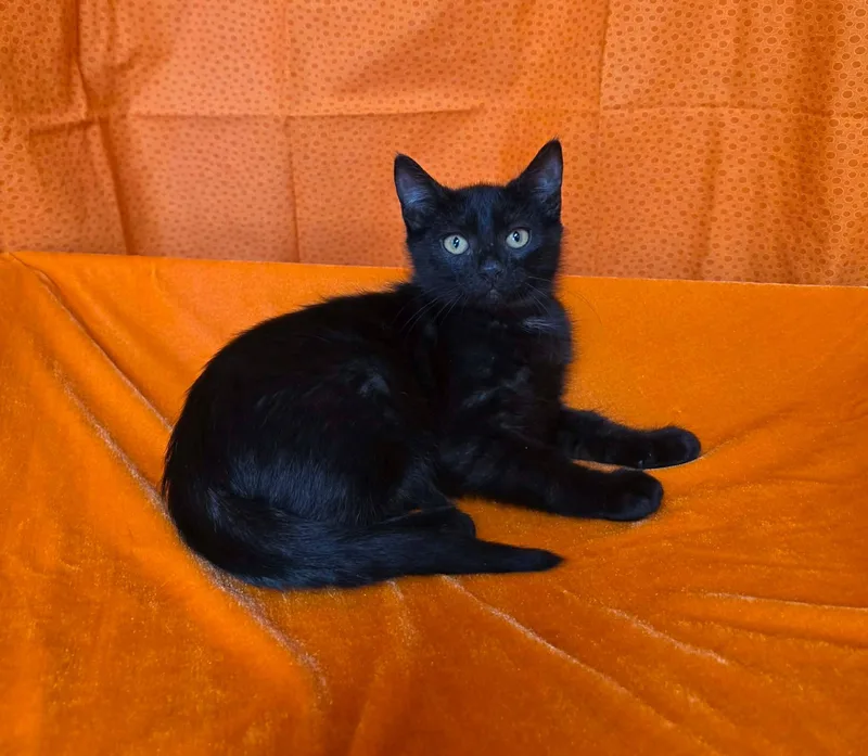 A young medium-sized female Black Domestic Short Hair cat named Mahina for adoption in Memphis, TN