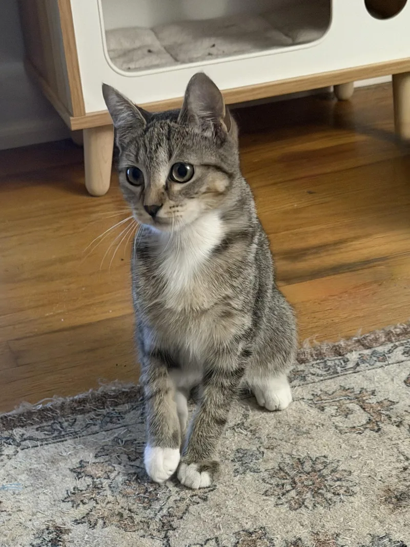 A baby small-sized male Domestic Short Hair cat named Ludacris for adoption in Hershey, PA
