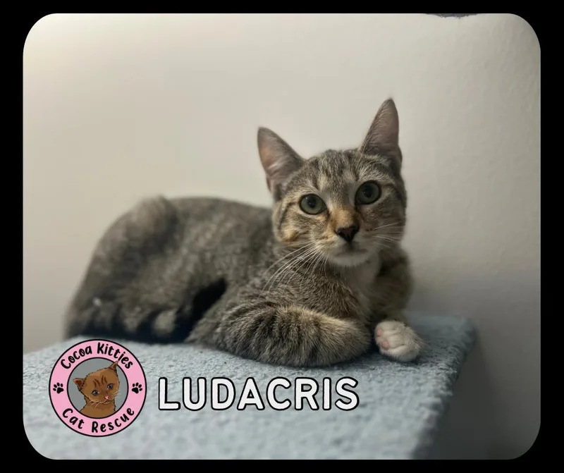 Ludacris thumbnail 2