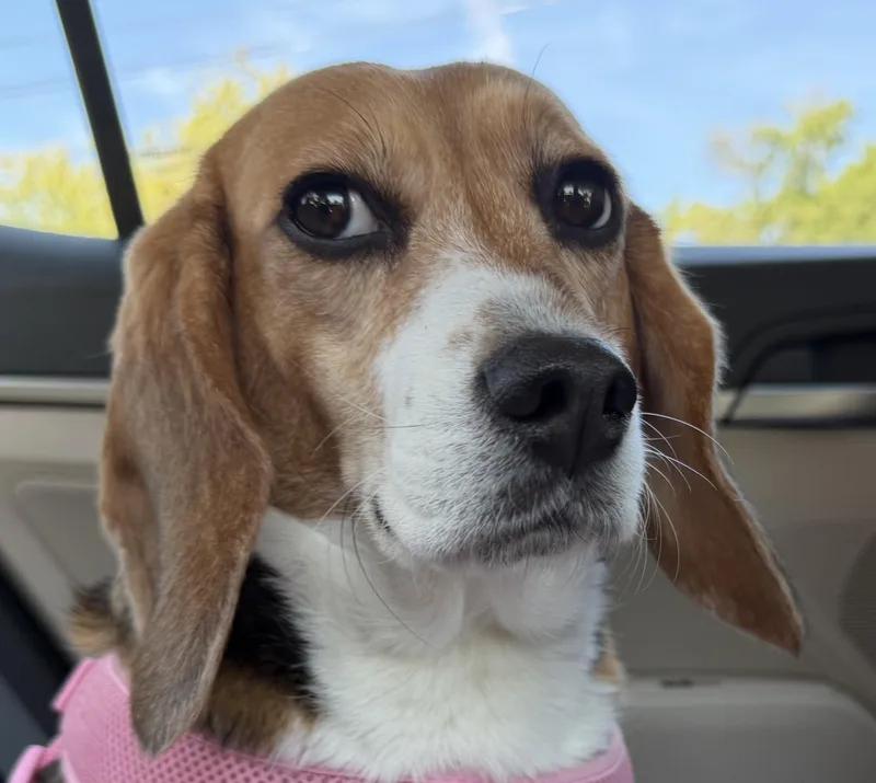 An adult small-sized female Tricolor (Brown, Black, & White) Beagle dog named Sydney for adoption in South Plainfield, NJ