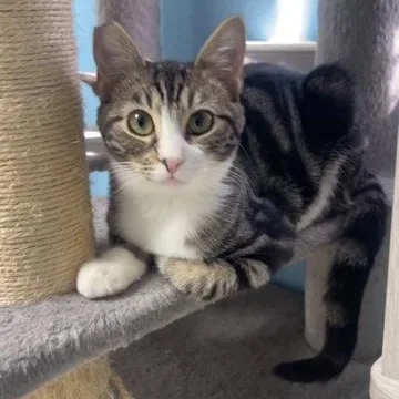 A baby small-sized female Domestic Short Hair cat named Cookie for adoption in Hollister, CA