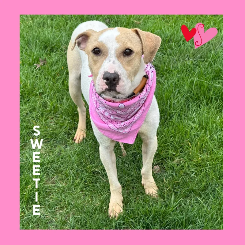 An adult medium-sized female Yellow / Tan / Blond / Fawn Terrier dog named Sweetie for adoption in Mokena, IL