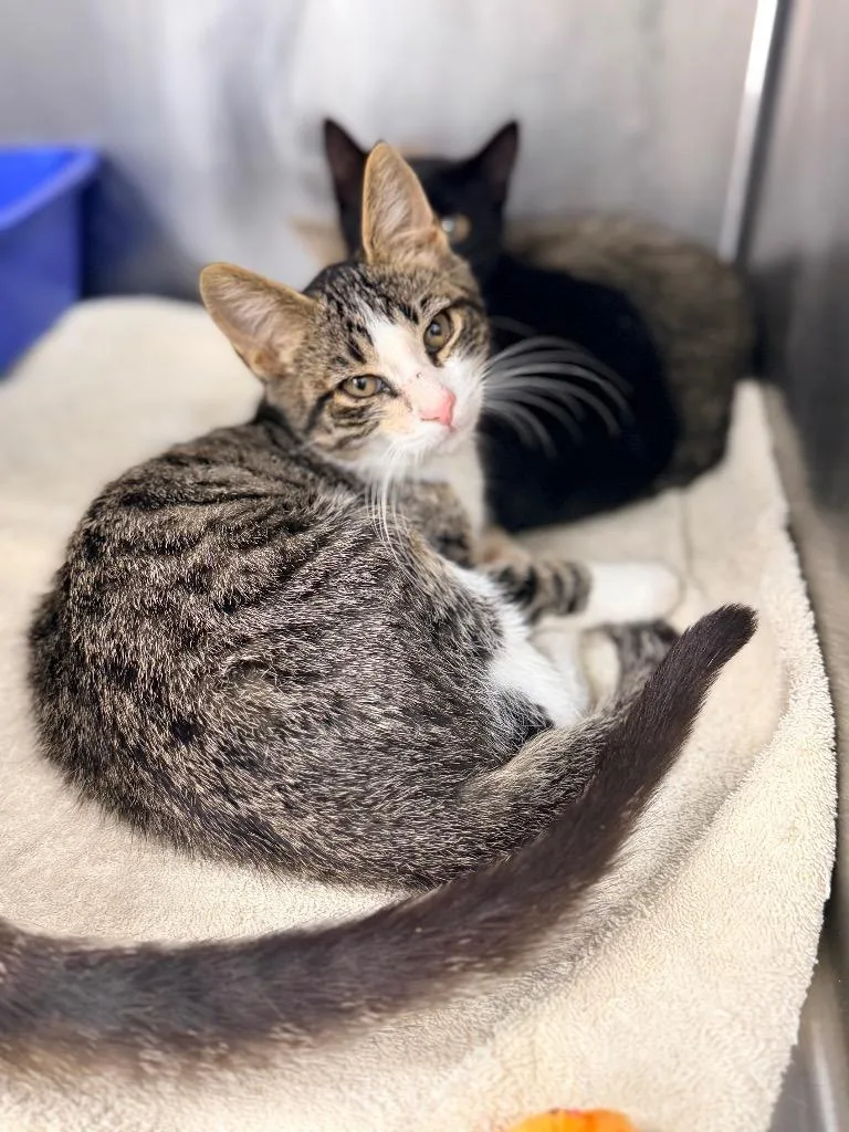 A baby medium-sized male Domestic Short Hair cat named Vaughn for adoption in Danielsville, GA