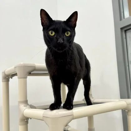 An adult large-sized male Domestic Short Hair cat named Lovey for adoption in Traverse City, MI