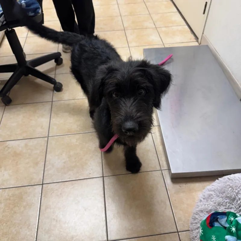 A baby large-sized male Black Labrador Retriever dog named Rider for adoption in Pekin, IL