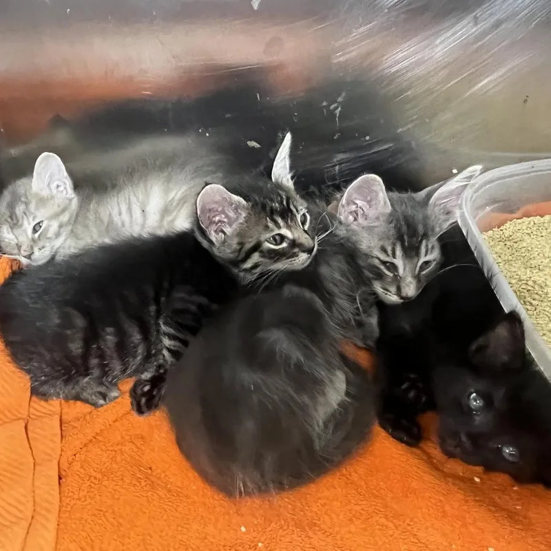 A baby small-sized female Gray / Blue / Silver Domestic Short Hair cat named Rogue for adoption in Palm Springs, CA