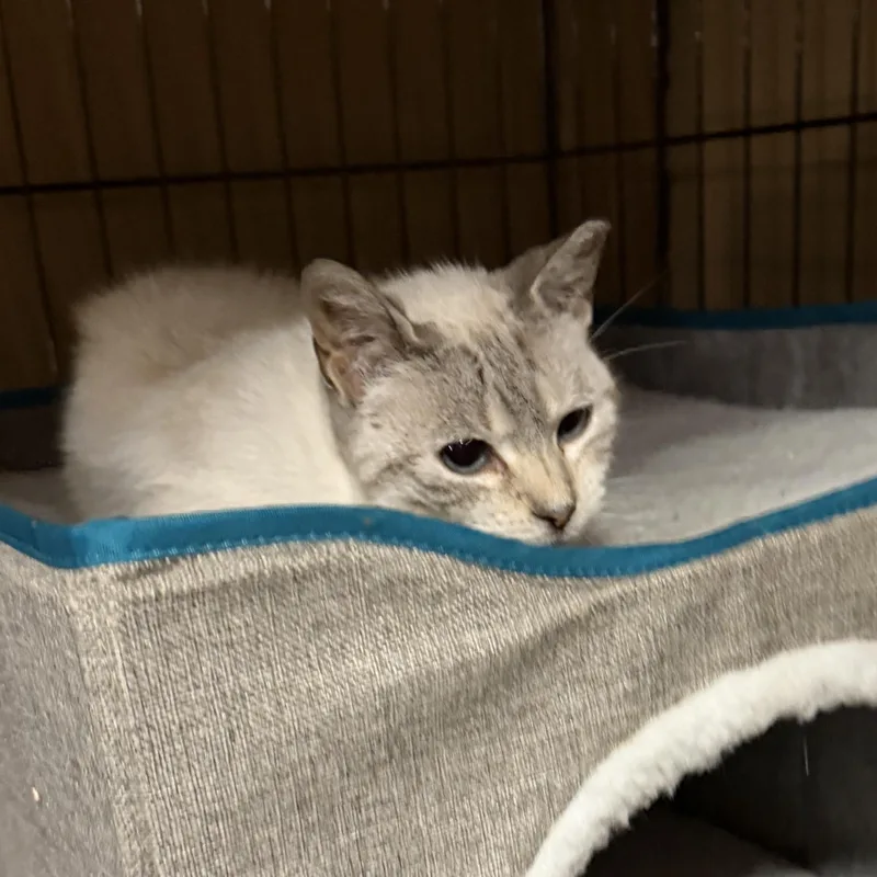 An adult small-sized female Siamese cat named Blue for adoption in Frederick, MD