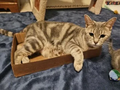 A young medium-sized female Domestic Short Hair cat named Tatum for adoption in Fishers, IN