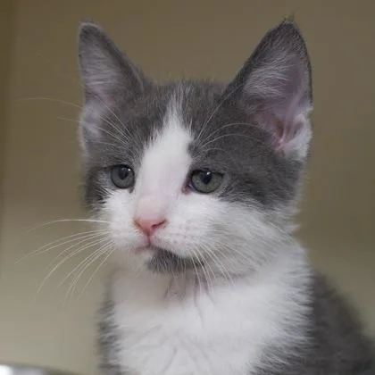 A baby small-sized male Domestic Short Hair cat named Felix for adoption in Verona, WI