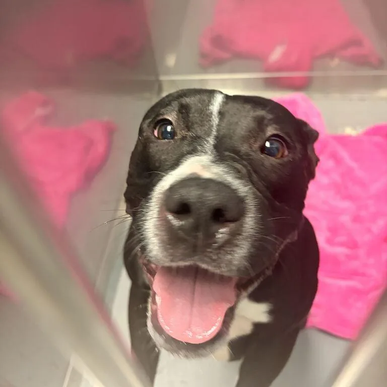 An adult medium-sized female Black Mixed Breed dog named Flowing water for adoption in Davenport, IA