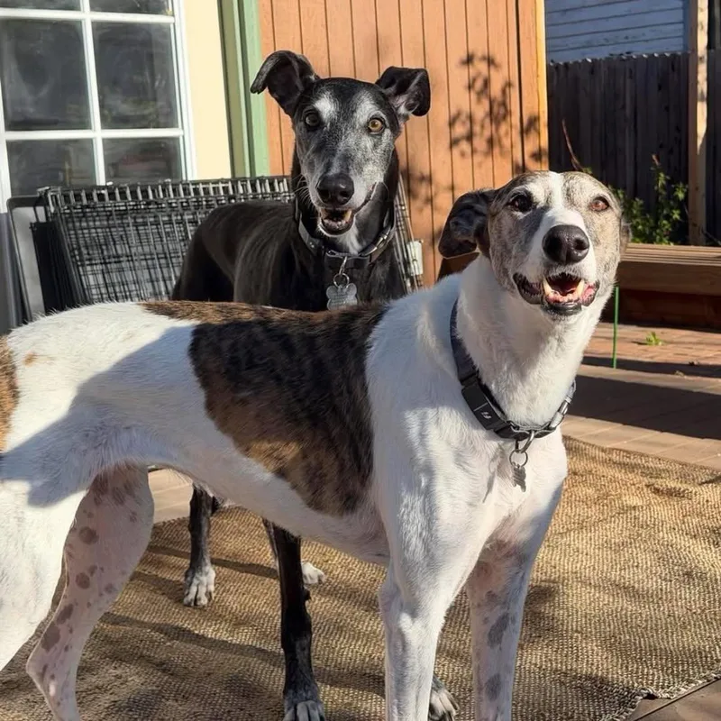 An adult large-sized male Greyhound dog named Mark And Sye for adoption