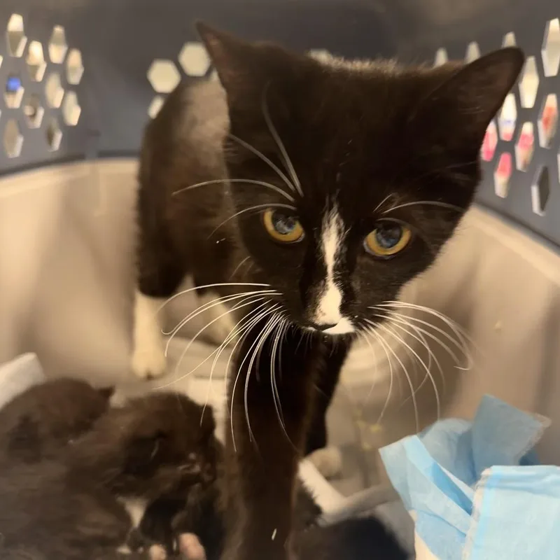 A young medium-sized female Black Domestic Short Hair cat named Jelly for adoption in Wheeling, IL