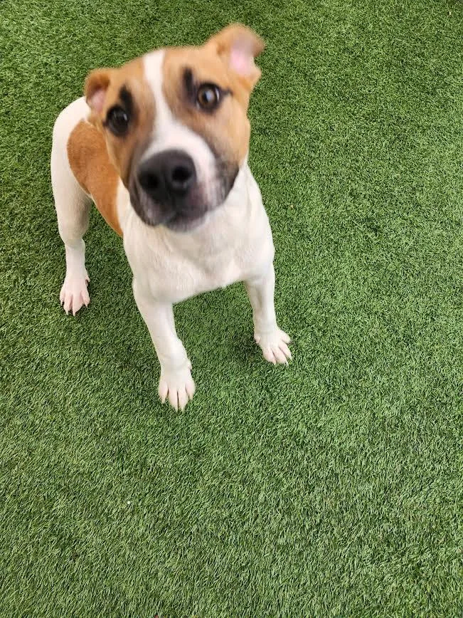 A baby medium-sized male Boxer dog named Henry for adoption in Hopkinsville, KY