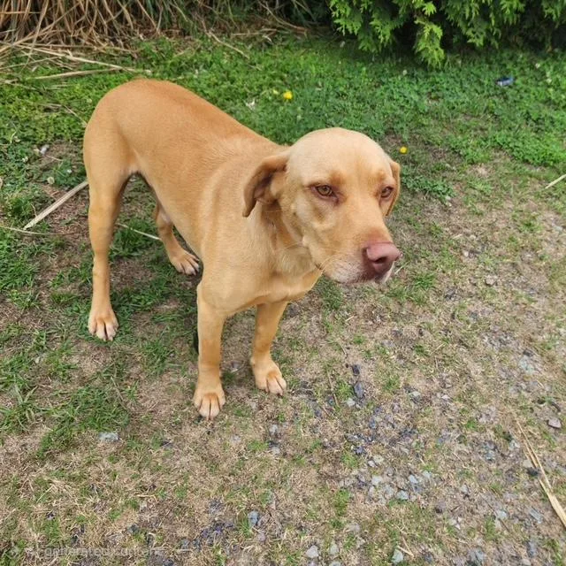 A young large-sized male Yellow / Tan / Blond / Fawn Labrador Retriever dog named Enzo for adoption in Manhasset, NY