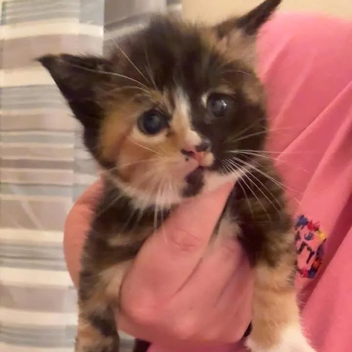 A baby small-sized female Calico Domestic Medium Hair cat named Kit Kat for adoption in Chillicothe, IL