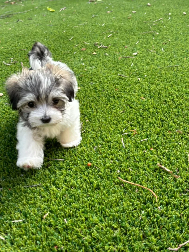 A baby small-sized female White / Cream Maltese dog named Monkey for adoption in Houston, TX
