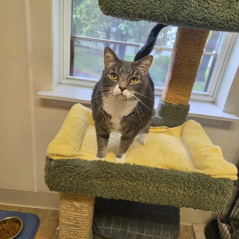 An adult large-sized female Tabby (Buff / Tan / Fawn) Domestic Short Hair cat named Muffin for adoption in Dillsburg, PA