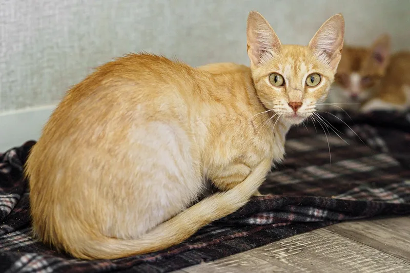 An adult medium-sized female Tabby (Orange / Red) American Shorthair cat named Lady for adoption in LAMPASAS, TX
