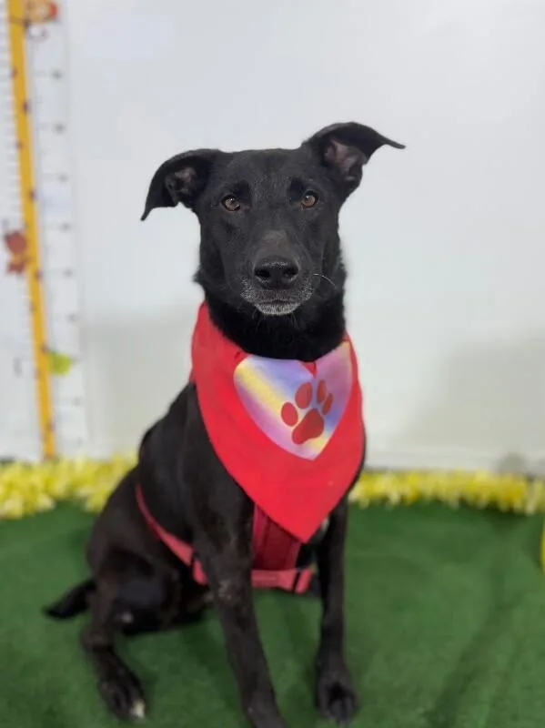 A young large-sized female Black Shepherd dog named Gracie for adoption in Carlsbad, CA